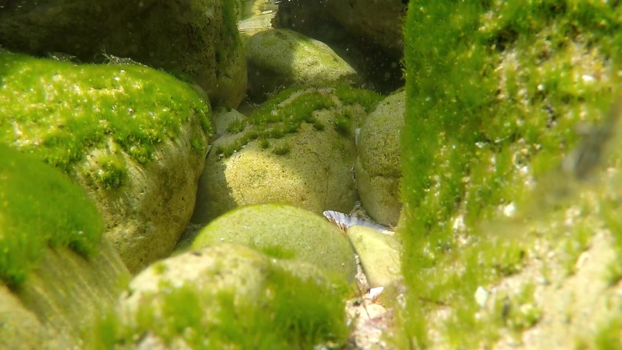 Underwater view of mossy stones in clear freshwater stream with gentle light ripples