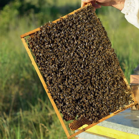 beekeeper examines the frame with honeycombs in summer. bees crawl on the frame with combs. the beekeeper with his bare hands is holding a frame with bees.