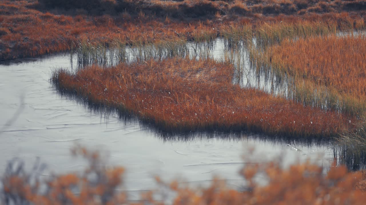 Thin layer of fresh ice covers the small pond with grassy islands and banks in autumn tundra