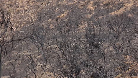 burned forest by a wildfire