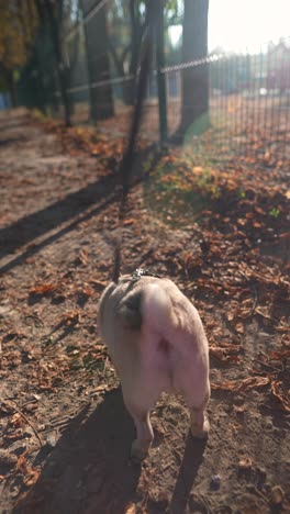 pug walking in autumn park