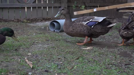 several ducks eating of a muddy lawn in a backyard