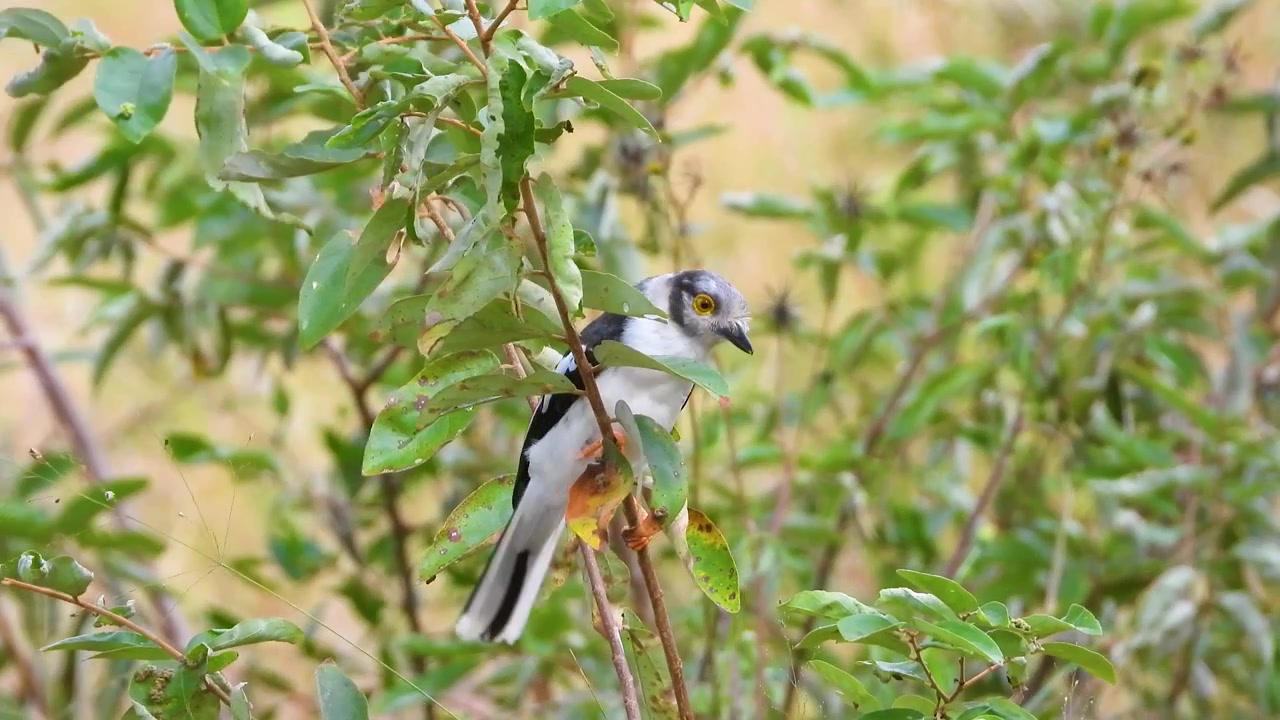 Filmato ravvicinato di un'Averla dal casco crestabianca appollaiata su un ramo frondoso nel Parco Nazionale Kruger, Sudafrica
