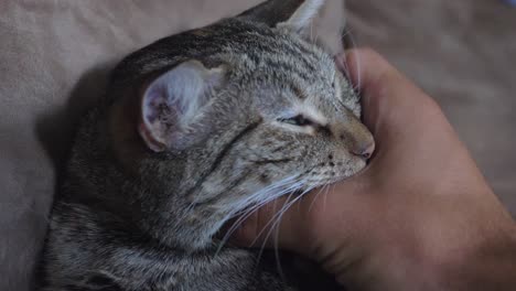 macro close up shot of hand stroking lazy tabby kitten lying on sofa