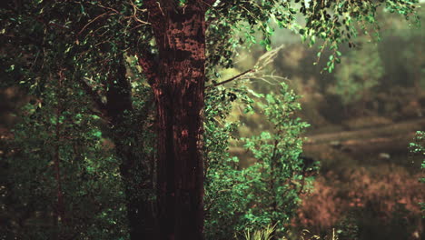 Panoramic-view-of-the-majestic-evergreen-forest-in-a-morning-fog