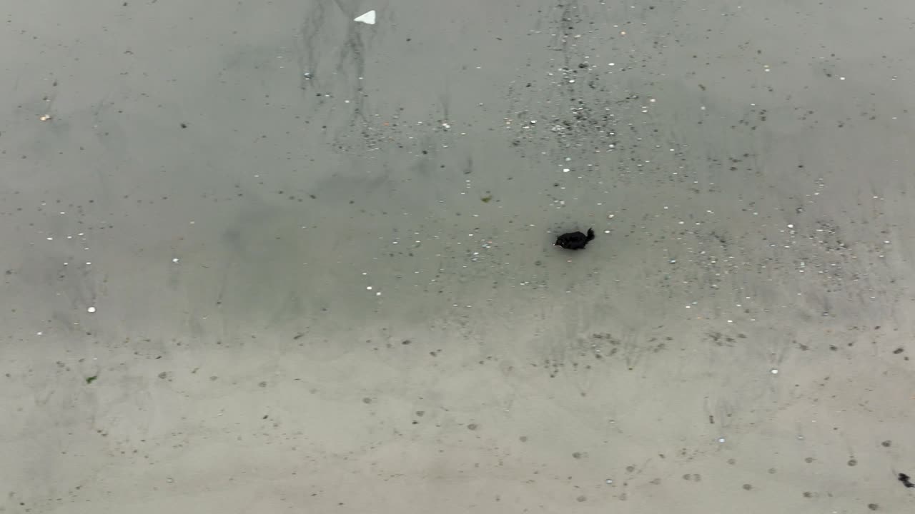 vista aérea de un pastor australiano corriendo en una playa de arena