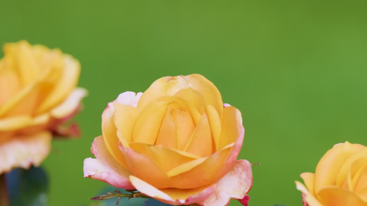 Camera smoothly pans over blooming yellow-pink roses with soft focus and natural daylight
