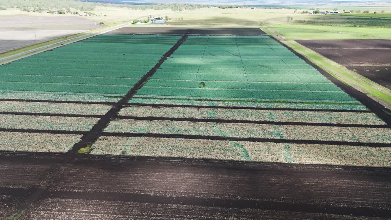 sobrevuelo de aviones no tripulados de campos de maíz y granjas