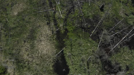 Top-view-of-felled-trees-in-a-swamp