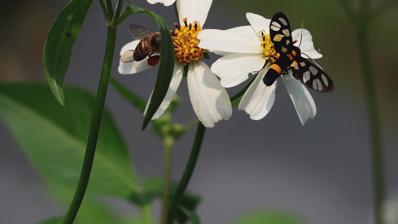 A spotted moth and a bee interact with white flowers, showcasing pollination in action.