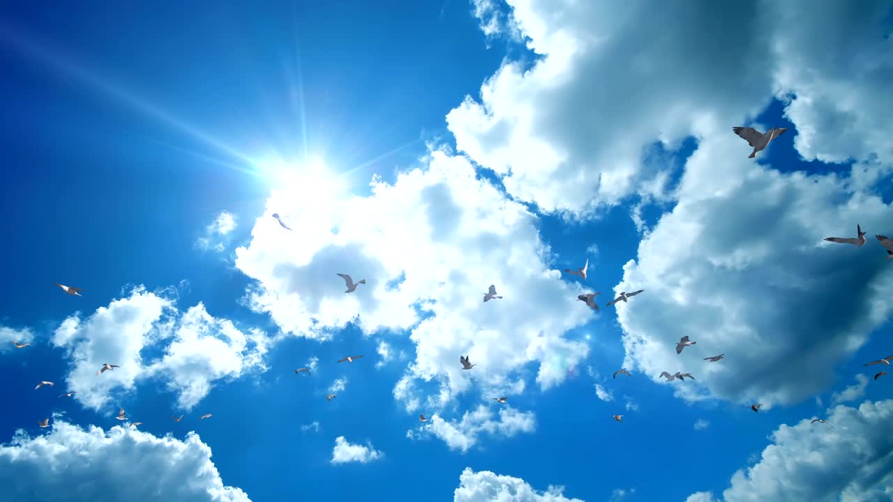 Seagulls flying against beautiful blue sky, 4K