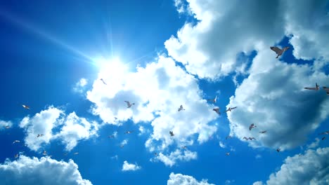 seagulls flying against beautiful blue sky, 4k