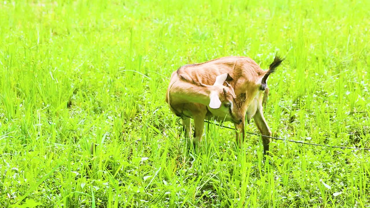 방글라데시 의 농장 에서 어린 염소 가 풀 을 잡고 있다