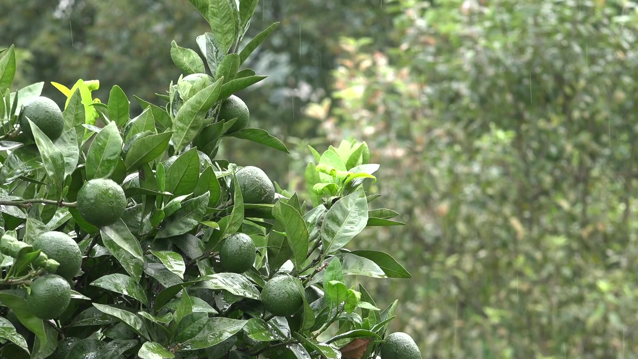 Chuva caindo sobre laranjeira verde no jardim