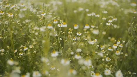 Frische-Sommerwiese