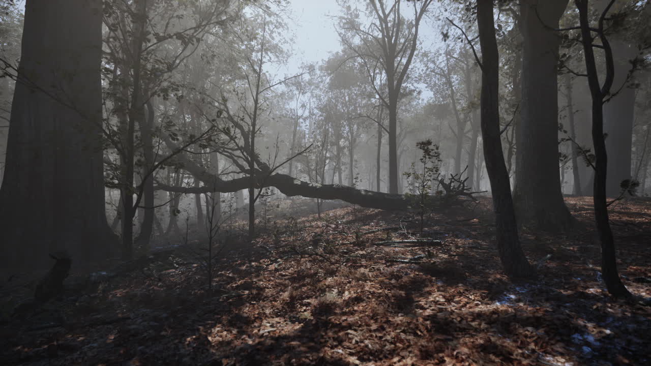 Forest of trees with dirt floor in the morning