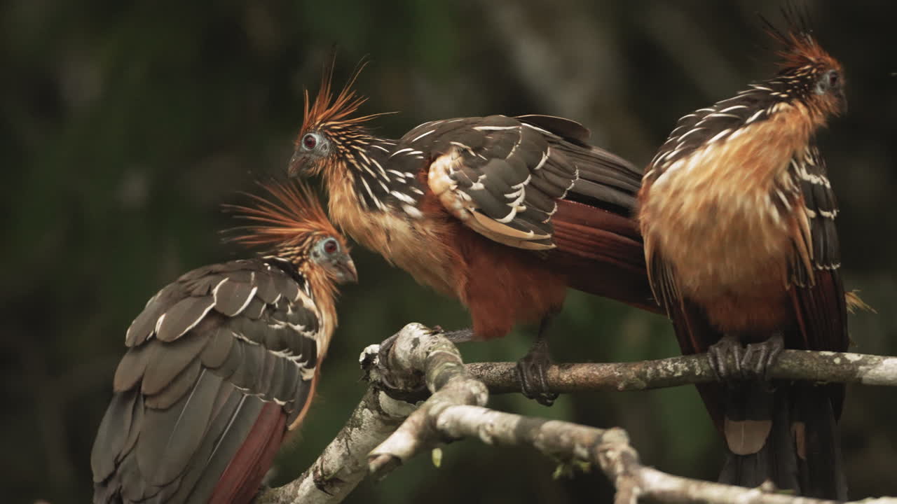 Drei farbenprächtige Hoatzin-Vögel sitzen auf einem Baum im Dschungel – Nahaufnahme.