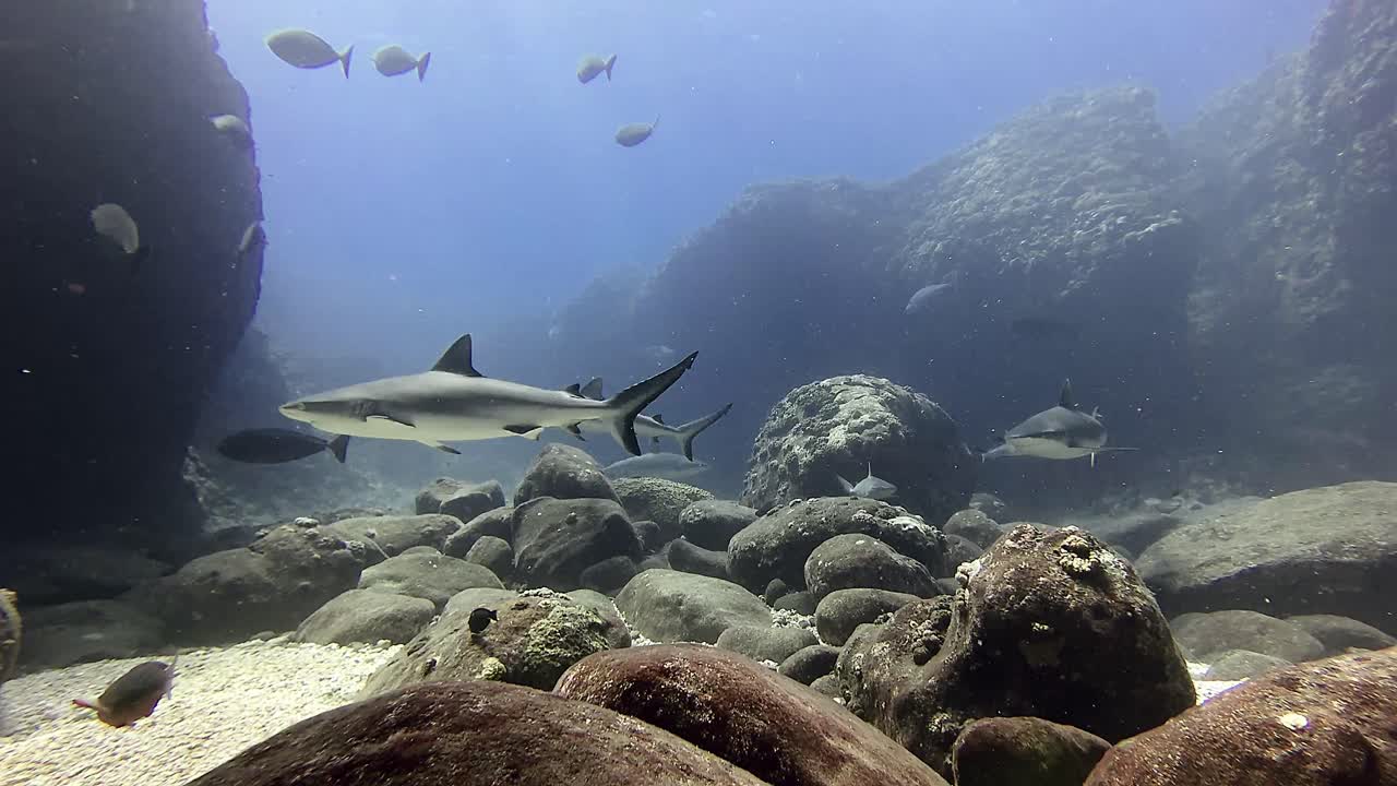 A school of Great White Sharks gracefully circles in the pristine waters surrounding Mauritius Island, showcasing the dynamic beauty and diversity of marine wildlife