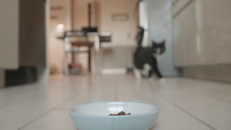 finicky black and white tuxedo house cat cautiously approaches her food dish to see what's on the menu