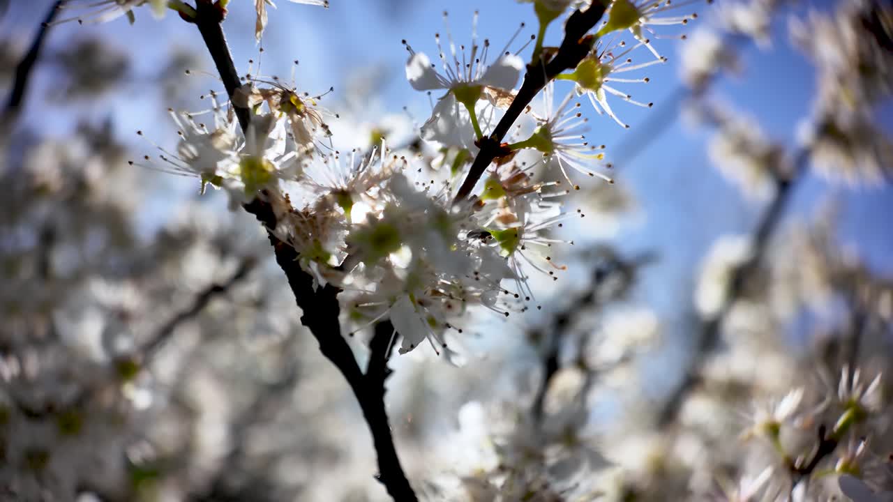 Delicate white spring blossoms blooming on branches, backlit by the bright sky, symbolizing renewal and growth
