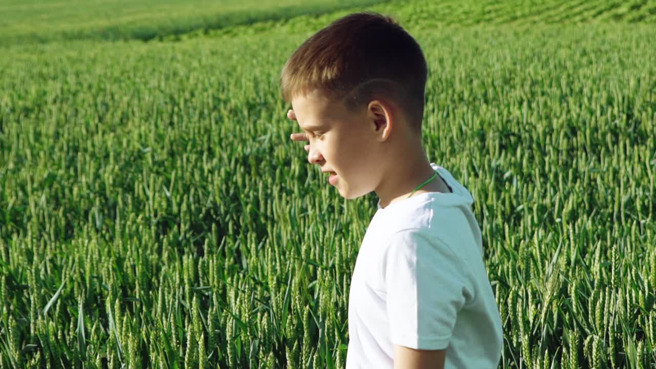 Happy young boy going on green field with wheat at sunny day. Curious boy walking through the beautiful wheatfield. Slow motion