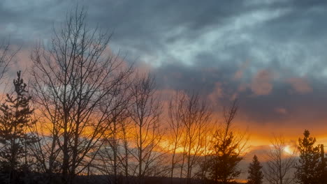 fiery evening sky glowing through a forest of silhouetted trees.