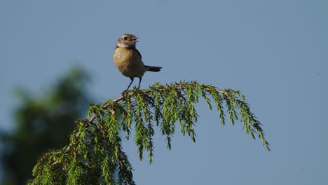 stonechat feminino empoleirado no galho verde olhando em volta e chamando