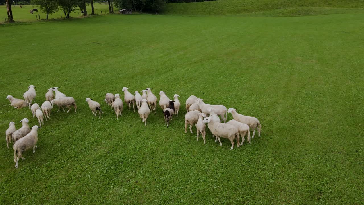 슬로베니아 양 공중 드론 1.mp4