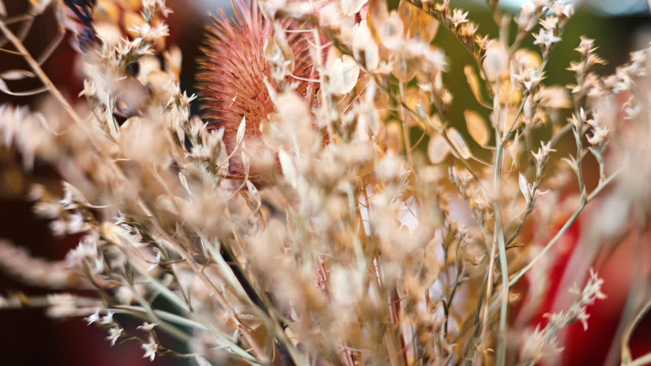 Colourful dried plants interior decoration