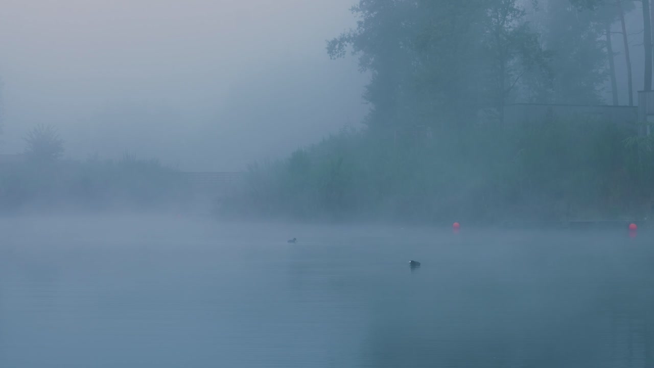 새 들 이 있는 안개 가 가득 한 호수 장면