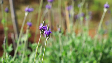 lavender flowers in the garden