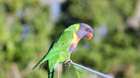 loro vibrante interactuando con su entorno
