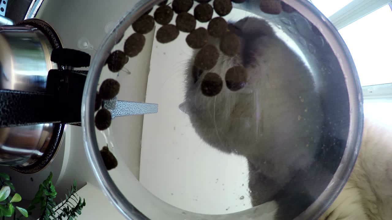 Bottom view of adorable white British cat, looking at camera, eating a tasty cat stick. Unusual view