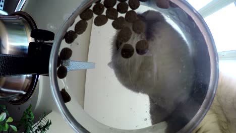 bottom view of adorable white british cat, looking at camera, eating a tasty cat stick. unusual view