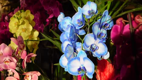 beautiful blue orchids with other colorful orchids in background