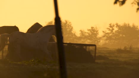 horses at sunrise/sunset in a misty field