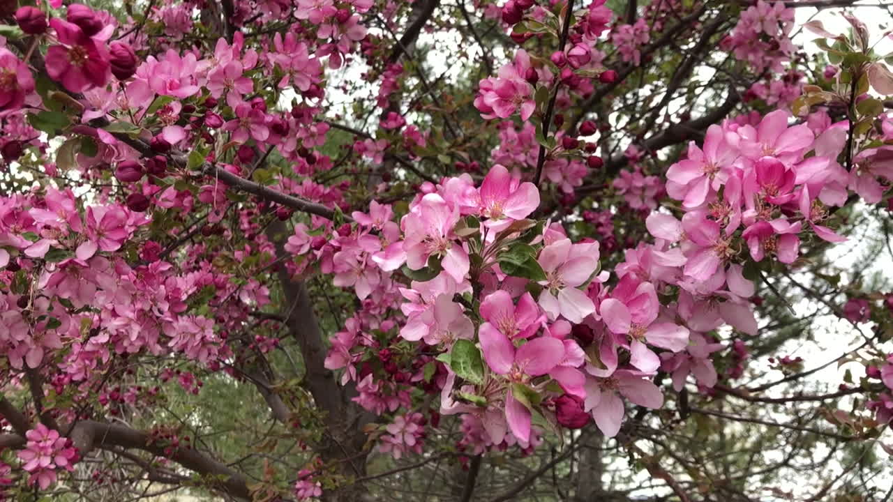 Blossoms swaying in a tree in spring