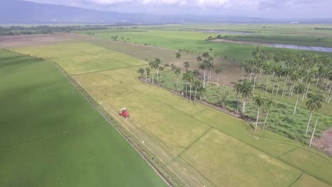 Vista-Aérea-De-Plantaciones-De-Arroz-Con-Drones-En-La-República-Dominicana.