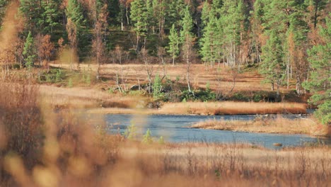 The-shallow-river-with-dark-waters-meanders-through-the-autumn-tundra-landscape