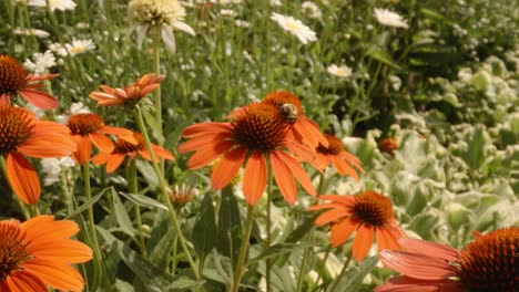 Movimiento-Cinematográfico-Sobre-Abejas-Polinizando-Y-Volando-Alrededor-De-Flores-De-Helenio-Naranja-En-Primavera