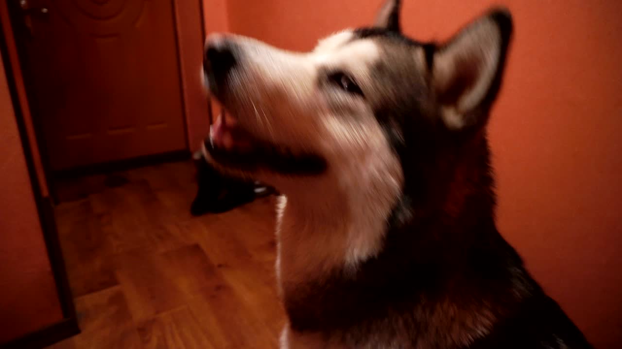 큰 털이 많은 장난스러운 개 말라무트