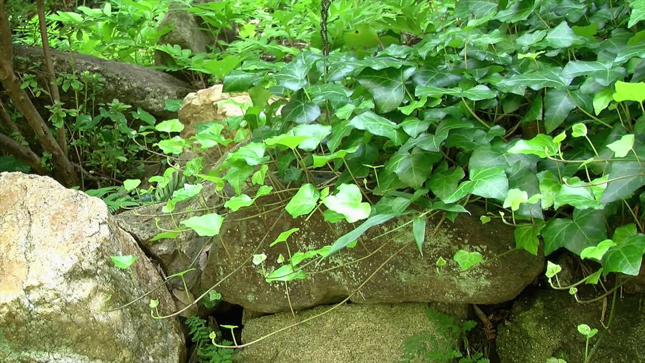 Edera che cresce sulla cima di un muro di roccia
