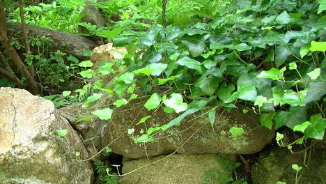 ivy growing on top of a rock wall