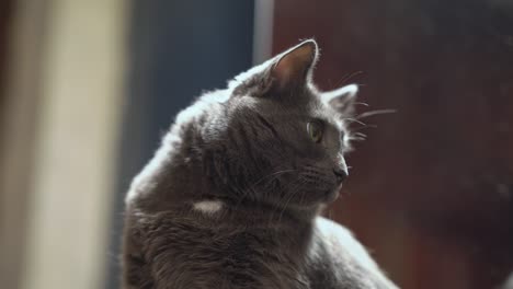 face of domestic gray cat with eyes wide open sitting in room.