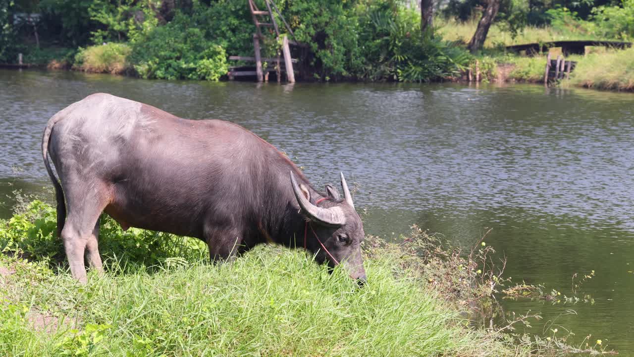평온 한 강 근처 에서 풀 을 먹는 버팔로