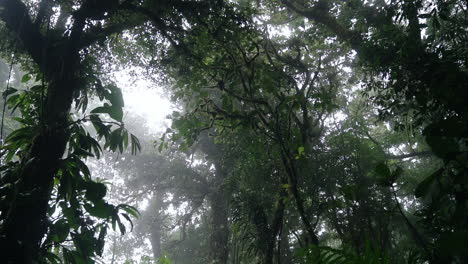 Panning-down-from-foggy-rain-forest-canopy-to-dark-lush-cloud-forest-floor