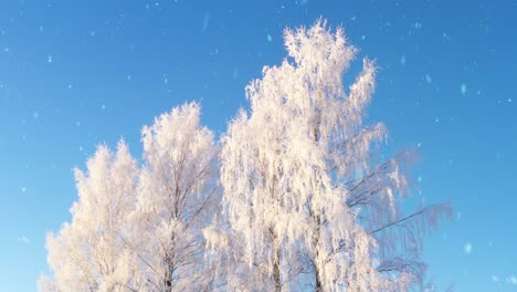 white tree branches in winter season during light snowfall, view from bellow