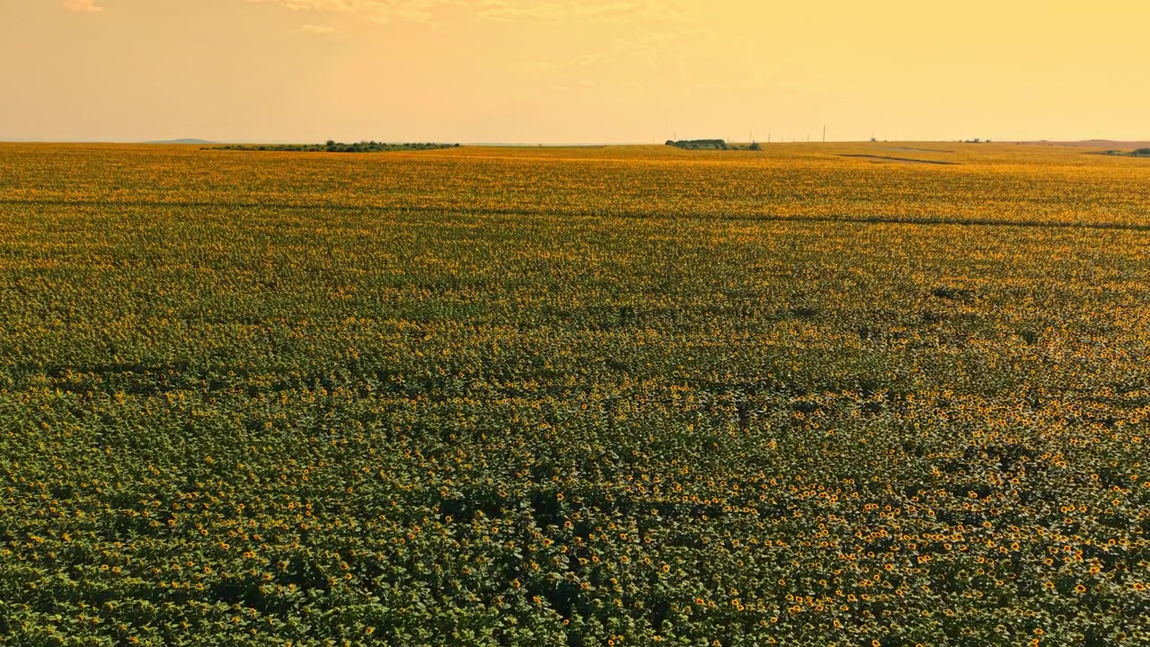 Un campo di girasoli si estende all'orizzonte al tramonto, vicino a una zona rurale, nei mesi estivi.