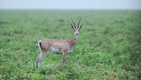 grants gazelle in misty blue dawn light in africa, in morning mist in plains of serengeti national park in tanzania on african wildlife safari animals game drive
