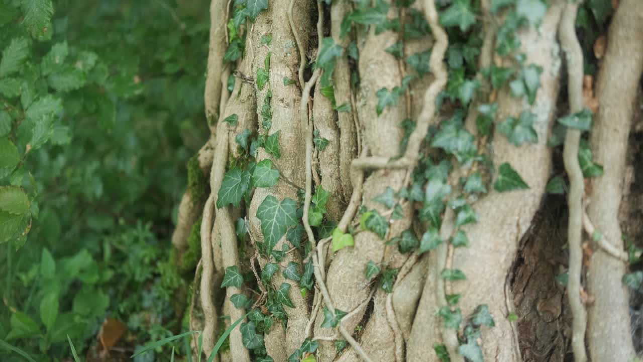 tronco de árbol envuelto por muchos alpinistas plantas brunches que parecen venas, de cerca, disparo constante